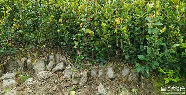 景洪市油茶銷(xiāo)售銷(xiāo)量的 景洪市油茶銷(xiāo)售銷(xiāo)量的
