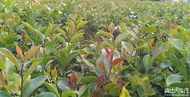 著(zhù)名油茶苗之公示