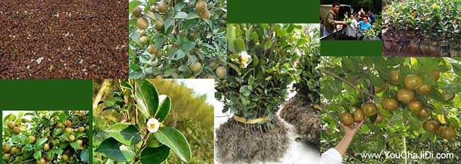 黃金油茶種植技術(shù)培訓
