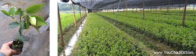 長(cháng)沙山茶籽苗