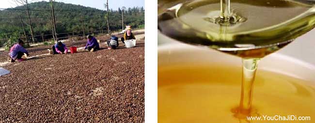 江西高油茶