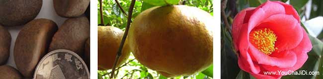 句容市適合種植油茶樹(shù) 句容市適合種植油茶樹(shù)