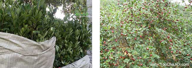 襄陽(yáng)油茶苗按年份出售 襄陽(yáng)油茶苗按年份出售