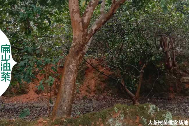 福建20公分油茶樹(shù)