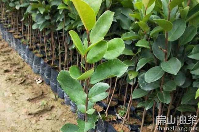長(cháng)林53號油茶苗