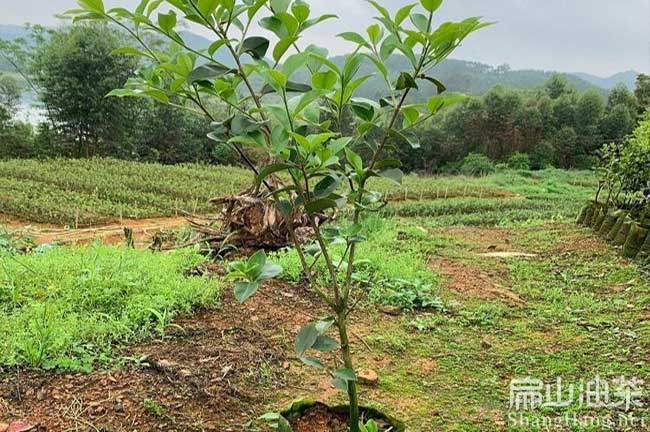 三明長(cháng)林油茶苗批發(fā)