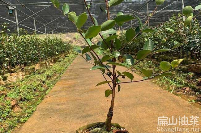 長(cháng)林油茶苗