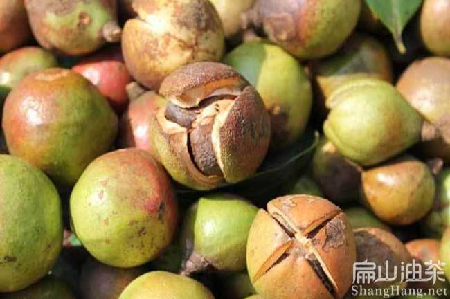 長(cháng)林茶果
