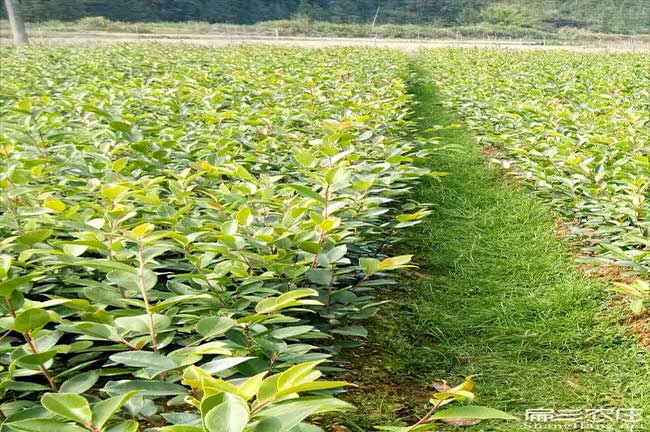 西照川鎮江西贛無(wú)品種 西照川鎮江西贛無(wú)品種