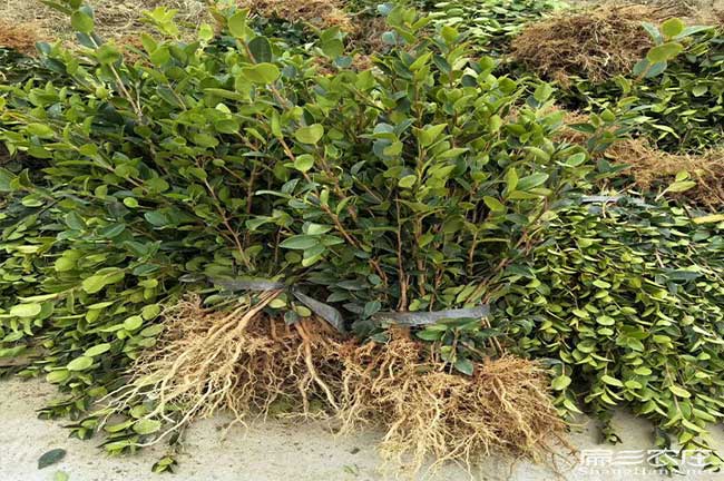 綏德縣茶樹(shù)苗的物理特