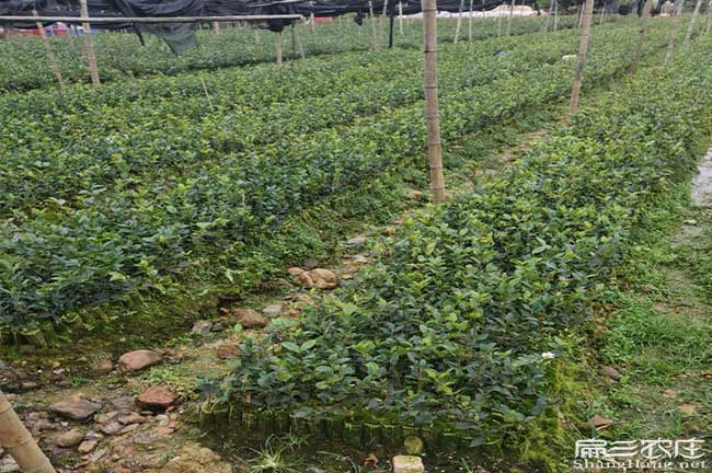 興義高產(chǎn)油茶基地