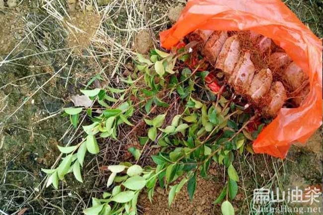 貴州長(cháng)林油茶杯苗