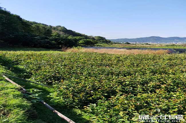新圩鎮油茶的價(jià)值及其 新圩鎮油茶的價(jià)值及其
