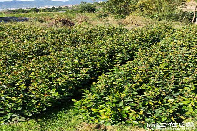 寧德茶樹(shù)基地