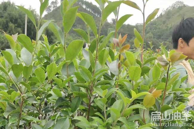 湖北長(cháng)林油茶樹(shù)