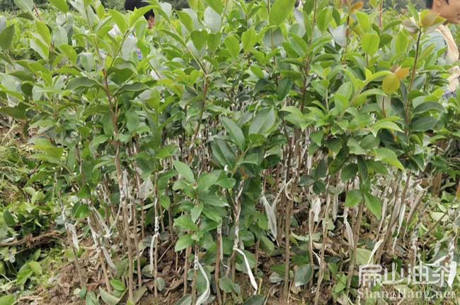 襄陽(yáng)嫁接油茶苗