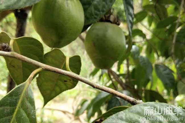 湖北大果油茶樹(shù)