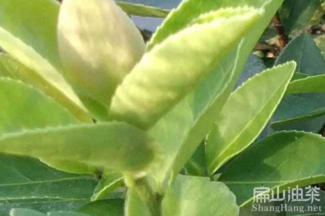 桂林茶樹(shù)苗批發(fā)