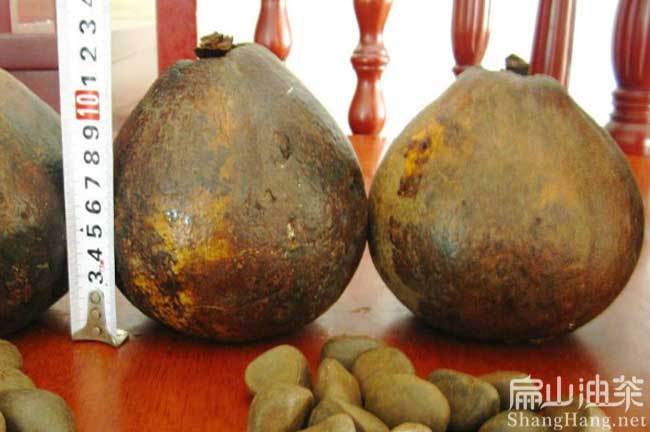 江州龍州崇左大果紅花油茶苗圃場(chǎng)