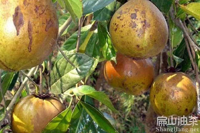 桂平紅花茶樹(shù)苗基地