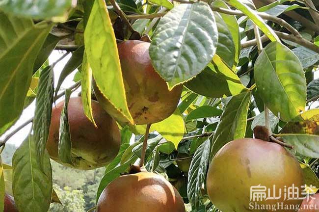 南平大果茶樹(shù)苗