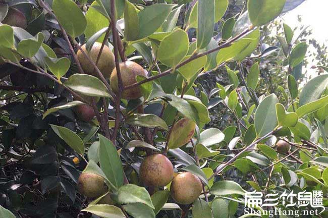 芷江閩優(yōu)油茶基地、 芷江閩優(yōu)油茶基地、