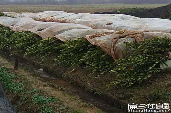 4?新甲鄉油茶種植的 4?新甲鄉油茶種植的