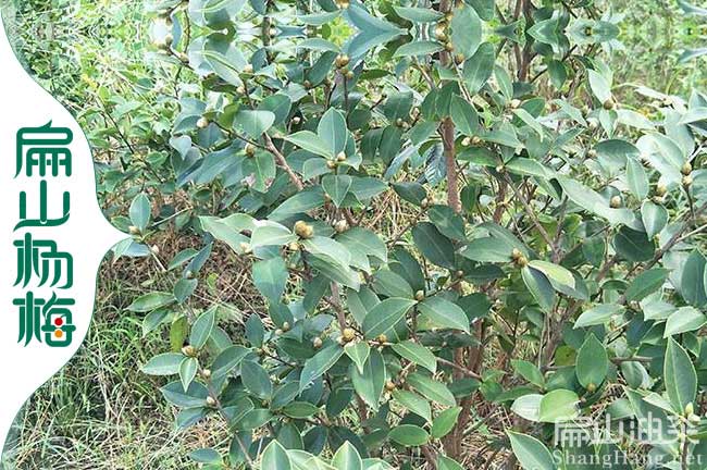 長(cháng)林53號油茶苗