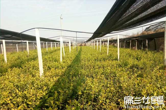 興義大果油茶苗