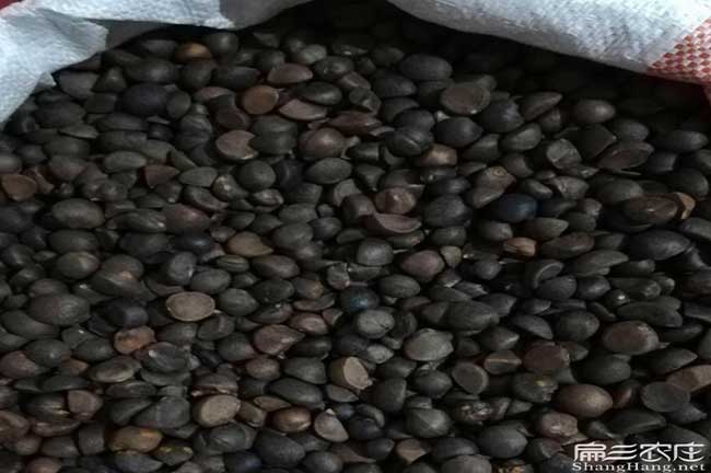 爐碧油茶基地的物理特 爐碧油茶基地的物理特