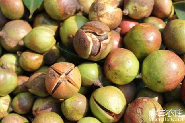 零陵茶樹(shù)種植