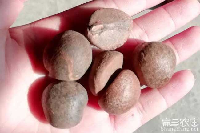 文峰源造林的方式技巧 文峰源造林的方式技巧