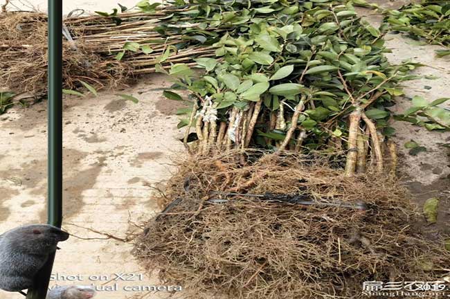 平浪概述油茶的食用一 平浪概述油茶的食用一