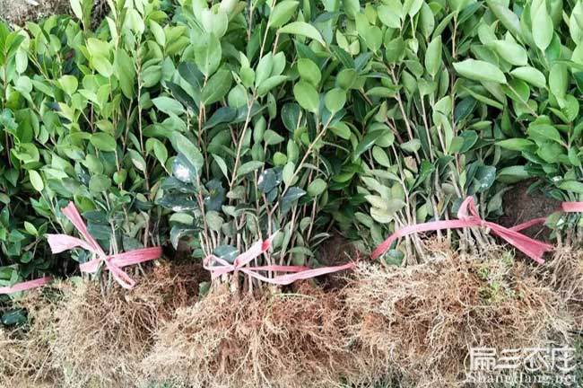 油茶哪個(gè)品種好