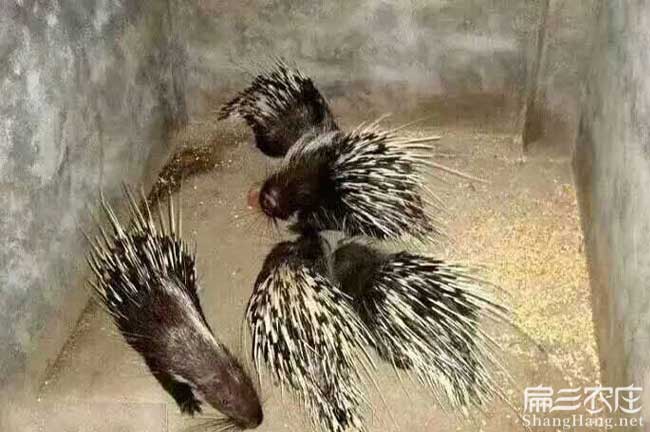 港口區平福鄉中國油茶 港口區平福鄉中國油茶