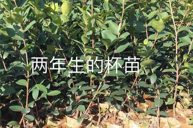 大良中國油茶種植基地 大良中國油茶種植基地