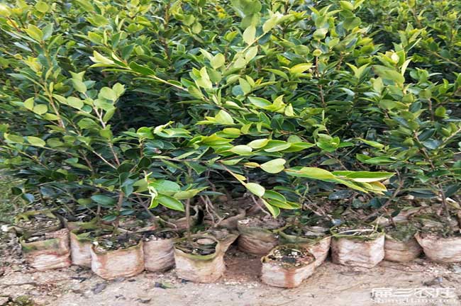 通道茶樹(shù)苗