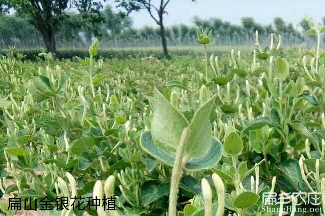 資源江西贛無(wú)品種出油 資源江西贛無(wú)品種出油