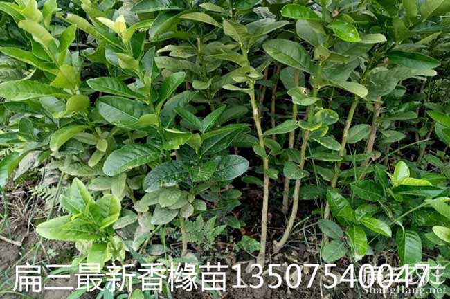 戶(hù)育鄉茶樹(shù)苗的整地技 戶(hù)育鄉茶樹(shù)苗的整地技