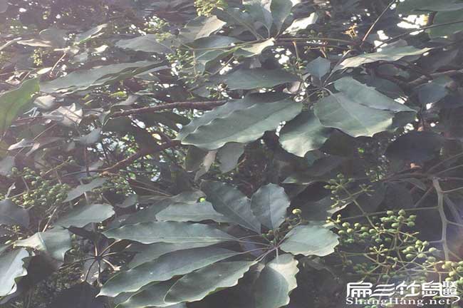 柳江區茶樹(shù)苗種植生長(cháng) 柳江區茶樹(shù)苗種植生長(cháng)