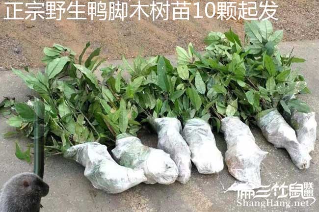 清水口鎮扁山發(fā)展油茶 清水口鎮扁山發(fā)展油茶