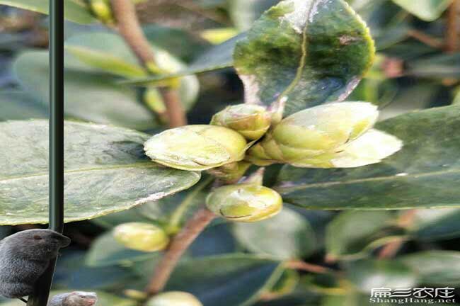 文瀾鎮哪里有油茶種植 文瀾鎮哪里有油茶種植