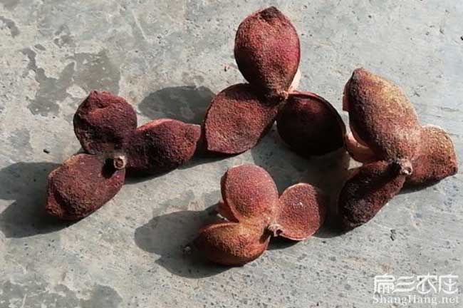 湯山南方種植油茶的注