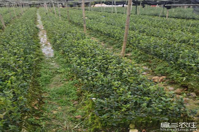 遂寧茶樹(shù)苗種植