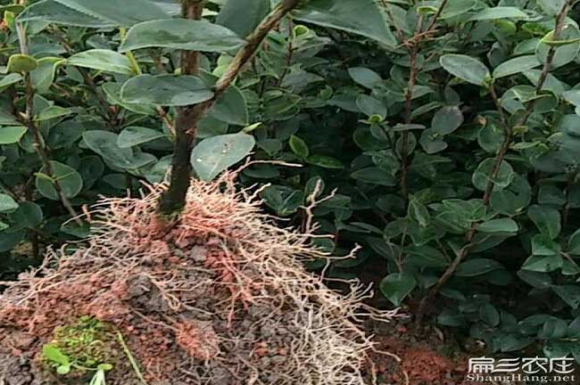 王閆鎮茶樹(shù)苗種植生長(cháng) 王閆鎮茶樹(shù)苗種植生長(cháng)