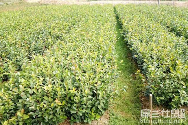 望城茶籽樹(shù)種植