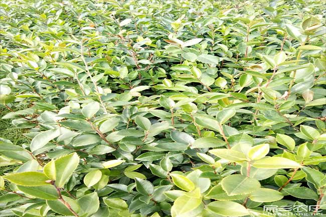 吳堡縣茶油在國外受歡