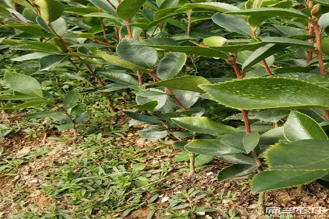 轄縣油茶苗按年份出售 轄縣油茶苗按年份出售