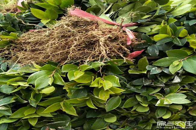 綠茵湖源茶樹(shù)苗日常管理(施肥、墨沖澆水量、排水)銀星c紅頰竹鼠 綠茵湖源茶樹(shù)苗日常管理(施肥、墨沖澆水量、排水)銀星c紅頰竹鼠
