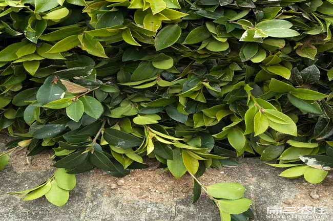 株洲高產(chǎn)油茶